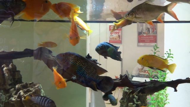 Аквариум смотреть онлайн