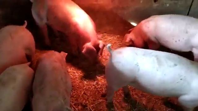 Обзор автокормушки для свиней! смотреть онлайн