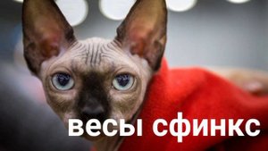 какая ты кошка по знаку зодиака🐱