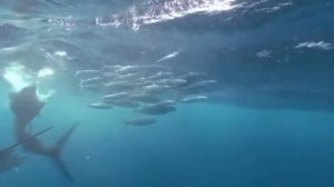 Нападения парусника (марлина) на человека