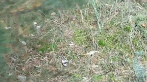 Грибы 2013, царский гриб или гриб Цезаря