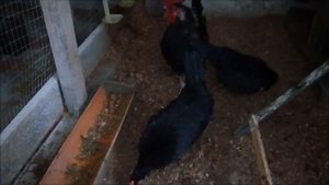 Яйца однозначно вкуснее чем у кросса.Мини Куры Породы Бентамка.Ответы на ваши вопросы в комментария