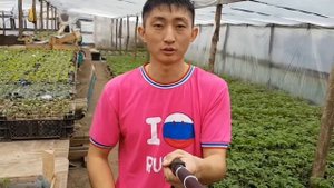 Бизнес идея. Выращивание ЗЕЛЕНИ. ВВЕДЕНИЕ.