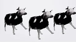Банда  коров танцуют пыточный танец