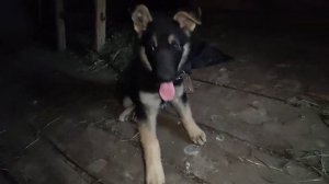 Бадди учится командам. Помесь Алабая и овчарки с мощными лапами.