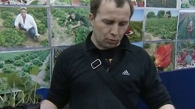 Почему земляника - английская "соломенная" ягода? смотреть онлайн