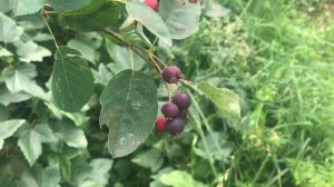 Ирга ТОП-5 полезных свойств