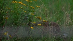 Интересные факты о зайцах