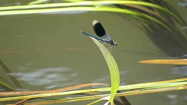 Canon SX50 HS SuperZoom a Dragonfly смотреть онлайн