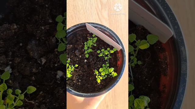 Комнатные растения из семян