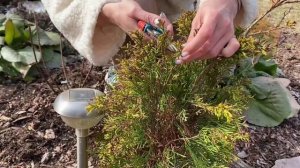 Что делать с хвойными весной