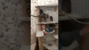 бенгальский кот играет с ребёнком.