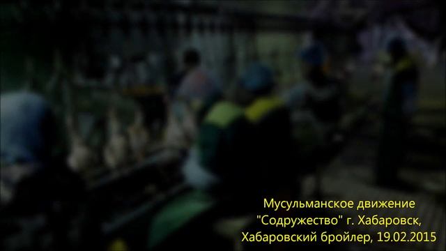 Халяль инспекция в Хабаровском бройлере 19.02.15. смотреть онлайн