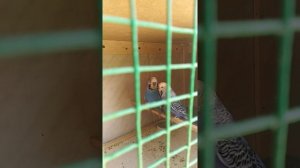 Как узнать что волнистый попугай готова к размножению. Спаривание попугаев. Волнистый попугай