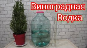 Виноградная водка в домашних условиях.