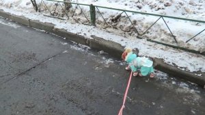 Обувь для собаки Йоркширский терьер / Тест / Обзор