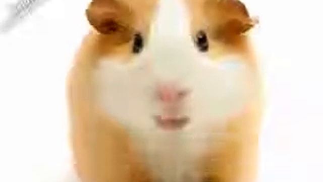 Морская свинка))) смотреть онлайн