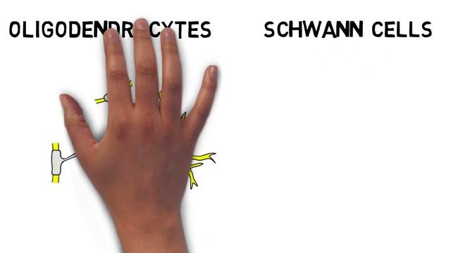 2-Minute Neuroscience: Glial Cells
