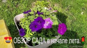 ОБЗОР САДА в начале лета.?.