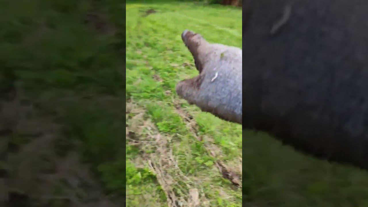 #quest "Золотые" цепи смотреть онлайн