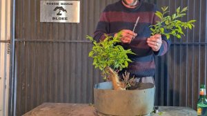 Bonsai Crepe myrtle trim 2020, Doing a video  on a hangover, Aussie Bonsai Bloke