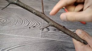 Как правильно обрезать секатором ветки