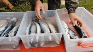 Скумбрия Холодного копчения. Пошаговый рецепт.