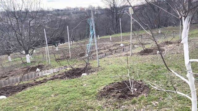 Хурма и азимина после зимовки в Киевской области , апрель 2021 год смотреть онлайн