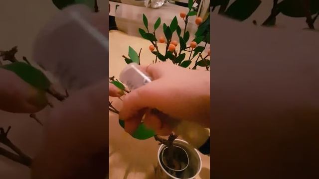 МАНДАРИНОВОЕ ДЕРЕВО=БЫСТРО И ПРОСТО= смотреть онлайн