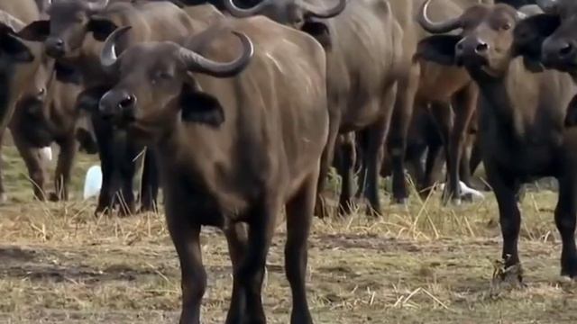 в мире животных саванна смотреть онлайн