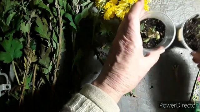 Осеннее черенкование хризантем. Цветение ожидается в конце лета, начало осени.