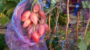 Незабудка на сеянце 12 сентября 2023. Виноградник Щереденкова В. А.