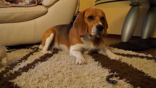 Бигль.Позирование на камеру... смотреть онлайн