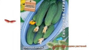 Огурец обыкновенный Капитошка F1 (kapitoshka f1) ? обзор: как сажать, семена огурца Капитошка F1