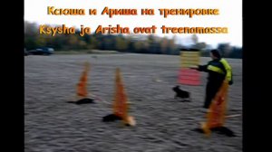 Аджилити и французский бульдог