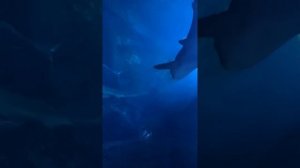 Аквариум в Дубай Молл | Dubai Aquarium and Underwater Zoo