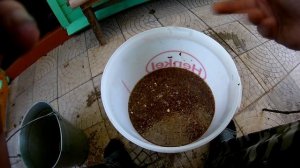 Грибной эксперимент. Выращивание белых грибов на участке. Начало.