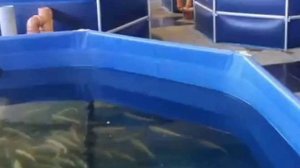 Бизнес идея: Выращивание осетра в домашних условиях