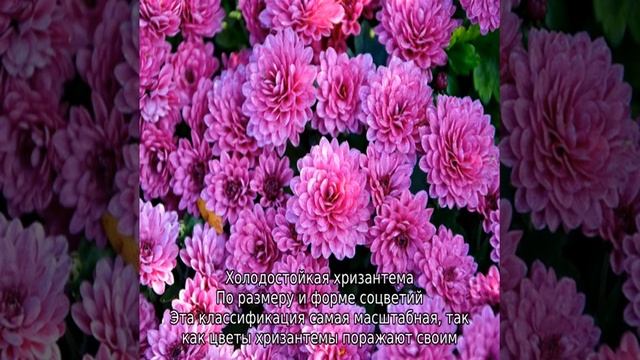 Что такое хризантема