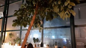 "Шоколад-бар" - кафе-оранжерея на Петроградской в Санкт-Петербурге