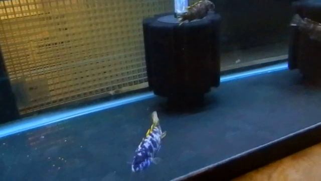 Labeotropheus Fuelleborni Marmalade Cat Breeders смотреть онлайн