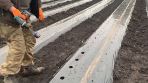 Посадка саженцев клубники на гребнях