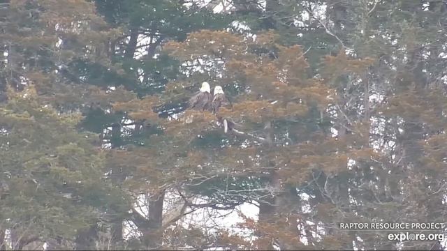Decorah Eagles 1-18-22 8:45 am Mom, DM2 perch together in the bluffs смотреть онлайн