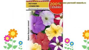 Петуния крупноцветковая Уникум F1. Краткий обзор, описание характеристик petunia hybrida