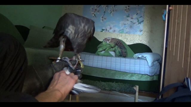 Приручение ястреба часть1(UA) смотреть онлайн