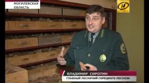 Как заготавливают семена ели? Репортаж из лесхоза