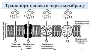 Типы клеток. Биологические мембраны