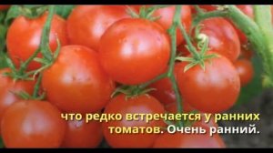 Ранние сорта помидоров для открытого грунта и теплиц