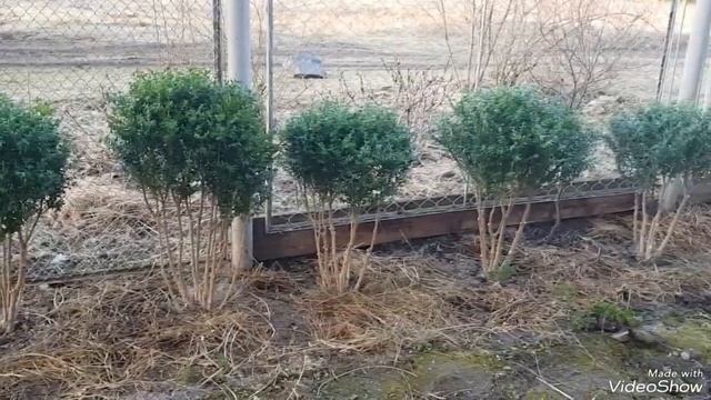 Топиарная стрижка самшита. В видео кусты самшита после и до стрижки #самшит#стрижкасамшита смотреть онлайн