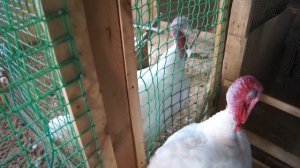 Два индюка*Сколько весит индюк*